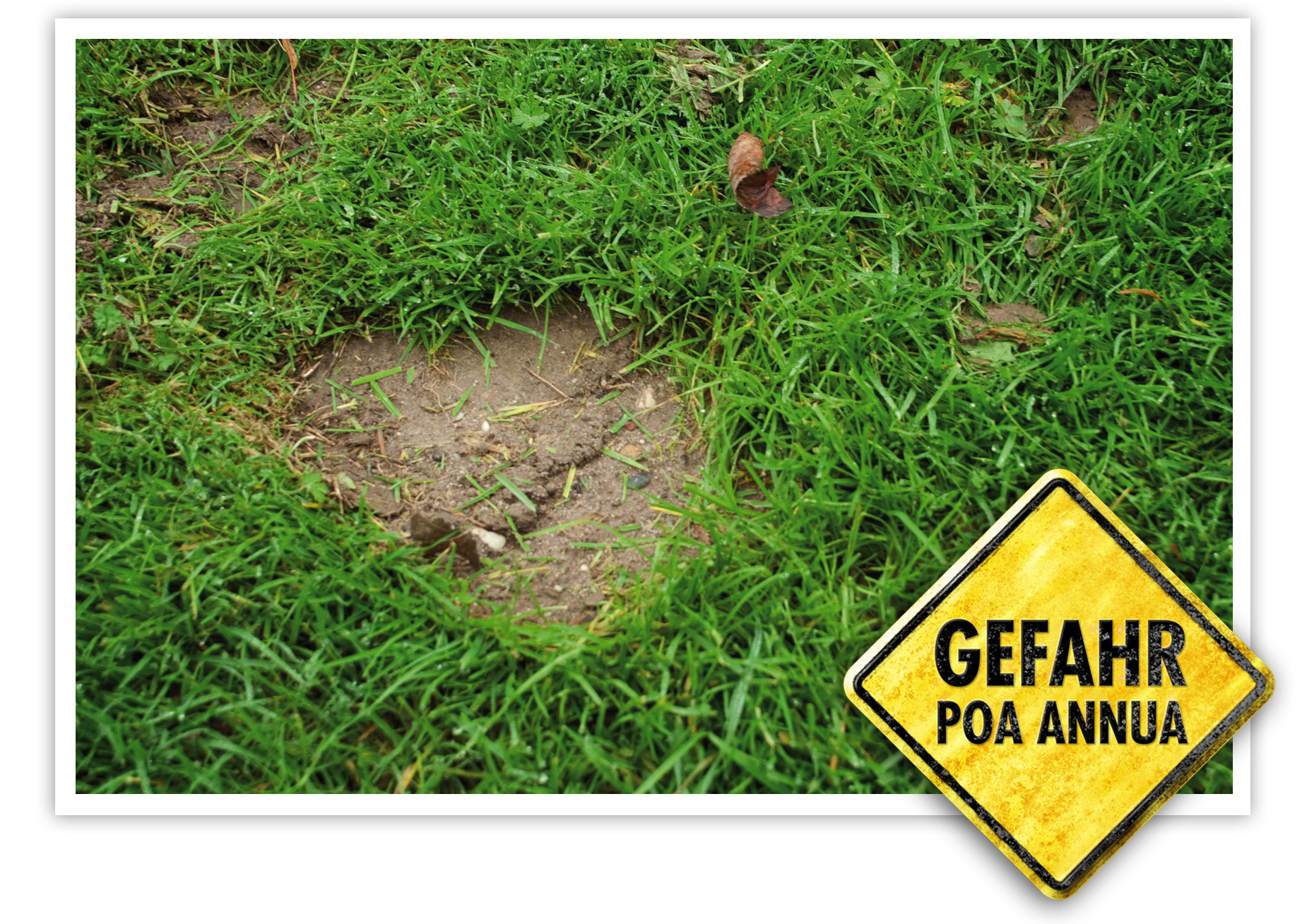 Herbstnachsaat von entscheidender Bedeutung.png